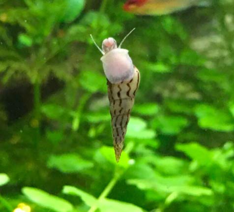 Garnelen Turmdeckelschnecken Mix – Cura del Suolo – Acquario lumache – Cura del Suolo Trupp