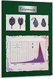 Tulip Mania Poster Stock Trading Infographic 3 Canvas Painting Wall Art (Frame-style, 20x30inch(50x75cm))
