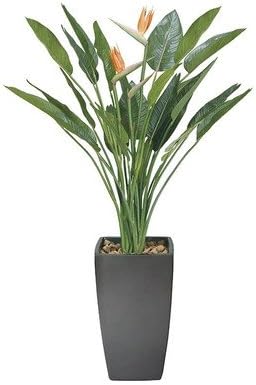 Amazon 光の楽園 アートグリーン 人工観葉植物 光触媒 アートストレチア花付1 8 人工観葉植物 オンライン通販