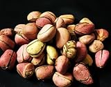 African Kola nut, Obi Abata Kolanuts, Obi, Cola Nitida, Kolanut, 2 lobe kola nut, Cola nut.- 8 oz/ 220gram