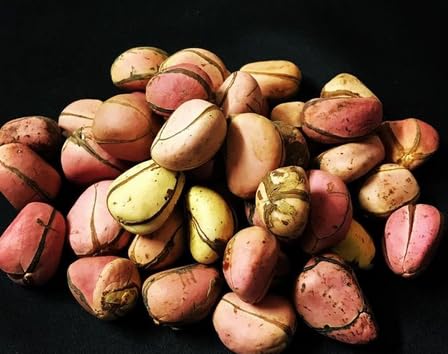 African Kola nut, Obi Abata Kolanuts, Obi, Cola Nitida, Kolanut, 2 lobe kola nut, Cola nut.- 8 oz/ 220gram