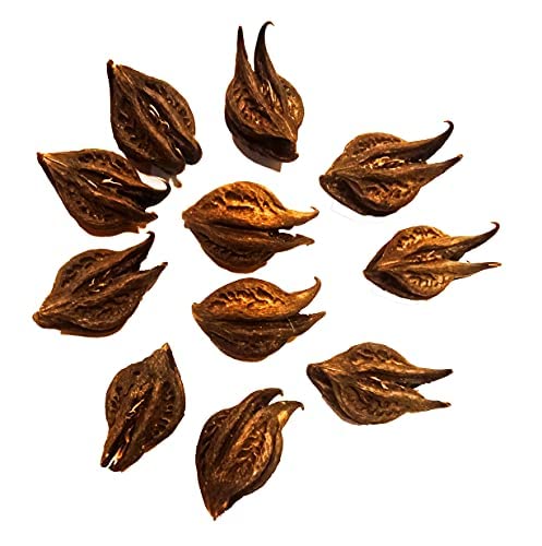 Pooja Ghar Devil's Pod with Designer Pouch Bat Head Root Seeds Vampire Root For Pooja