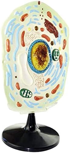 医療解剖学動物 学校教育に適した生物学教育用動物モデル 教育 解剖模型モバイル - 動物および植物の細胞モデル - 細胞の顕微鏡構造モデル 細胞構造の動物モデル サイズ、植物