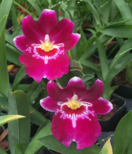 Orchid Insanity - Miltoniopsis Bert Field - deep red Fragrant Blooms Easy Orchid Waterfall Pattern Lip(NOT in-Bud/Bloom When Shipped) Orchid Insanity - Miltoniopsis Bert Field - deep red Fragrant Blooms Easy Orchid Waterfall Pattern Lip(NOT in-Bud/Bloom When Shipped)