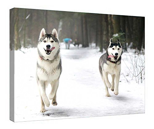 Tableau husky sur toile murale pour salon moderne : ambiance chaleureuse
