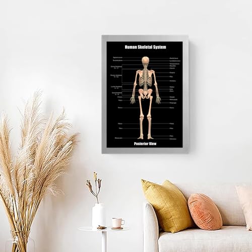 Image of Taanfu Body Educational Learning Posters - Skeletal & Digestive System Anatomy Art, Small Intestine & Villi Wall Art