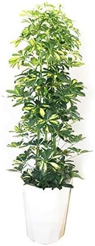 Amazon シェフレラ イエロー 10号 ホンコンカポック 観葉植物 本物 斑入り インテリア 大型 オシャレ 大きい １０号 観葉植物 オンライン通販