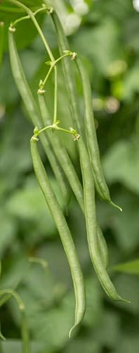 Miniatura 2 de GURNEY'S - Pole Bean Seychelles Pkt - Aprox. 2oz. de semillas