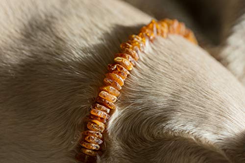 Amber Neck – Bernsteinhalsband für Hunde & andere Haustiere – Handgemacht aus echtem baltischen Bernstein – Echtes Leder – Verstellbar – Geschenkverpackung – Größen 40-45 cm