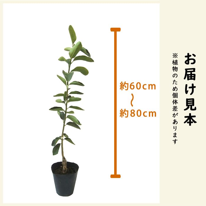 Amazon.co.jp: ベルガモット 苗木 ベルガモット (ファンタスティコ