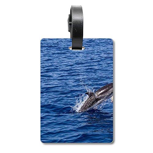 Étiquette bagage baleine ocean croisiere photo nature