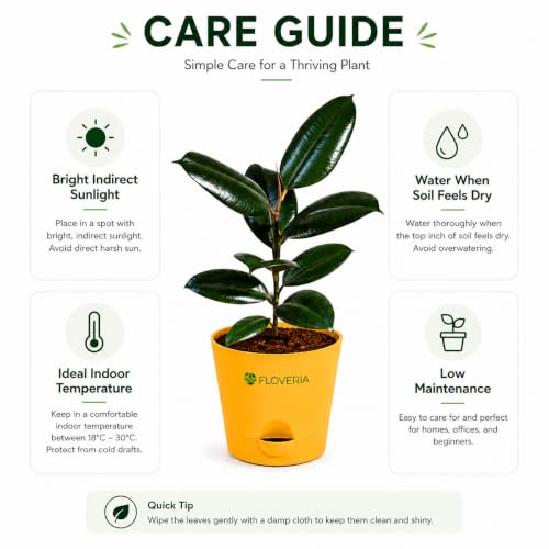 Image of Rubber Plant Indoor Live Plant with Pot | Natural Air Purifying House Plant | Low Maintenance Indoor Plant for Home & Office | Decorative Ficus Elastica Live Plant for Living Room