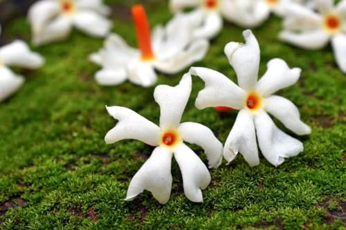 Image of HariGuru Shiuli Flower Plant (HYBRID)