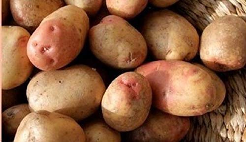 King Edward: King Edward patate da Semina - sementi Certificate irlandese (Classe Se) Maincrop