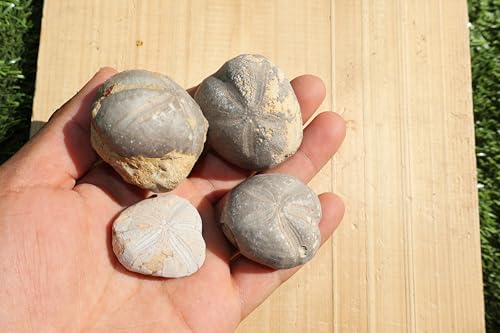 Image of 4pcs Sea Urchin Fossil Rare Toxaster peroni Fossil from The Cretaceous Period - Authentic Moroccan sea Urchin, Natural Specimen, for Collectors and Geologists A140