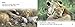 Big Cat Babies: Band 05/Green (Collins Big Cat)