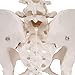 3B Scientific A61 Female Pelvic Skeleton - 3B Smart Anatomy