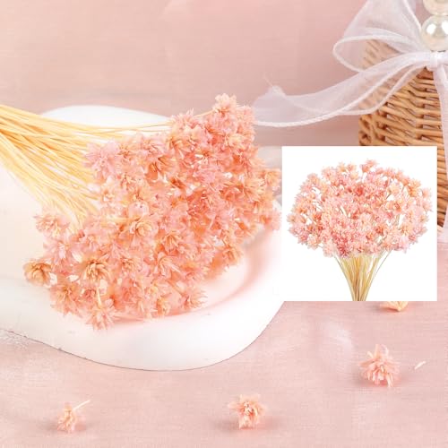 100 piezas Mini flores secas decorativas brasileñas miniatura 5