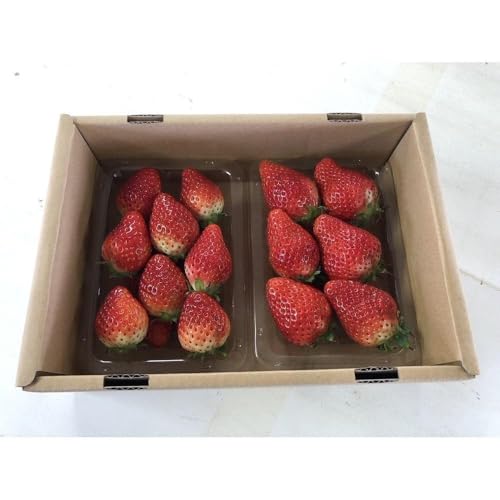 [定期便][定期便2回][角田市産地直送]朝摘みいちご「とちおとめ」合計約500g(250g×2パック) 旬 冬 宮城県 角田市産 農家直送 2回発送