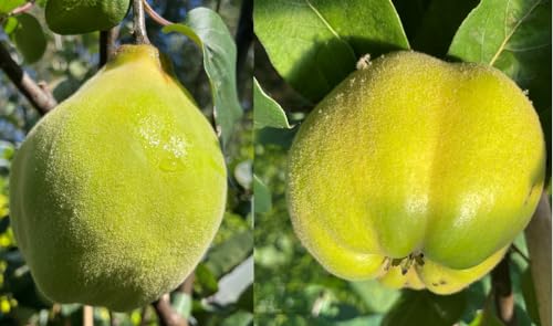 Duo Süßquitte, Ayva Shirin, Duo Quitte, 2 Sorten Quittenbaum. Einen veredelten Obstbaum mit zwei Sorten Shirin + Krymsk