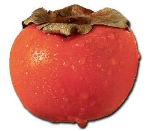 Persimmon Tree Diospyros Fruit Jocad (5 Seeds) #TOP11
