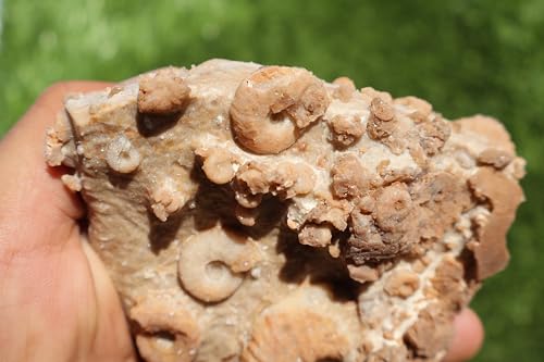 Image of Douvilleiceras & Gastropods Plate Cretaceous Fossils Fossils from Morocco Fossil Rock ammonites Fossil A119