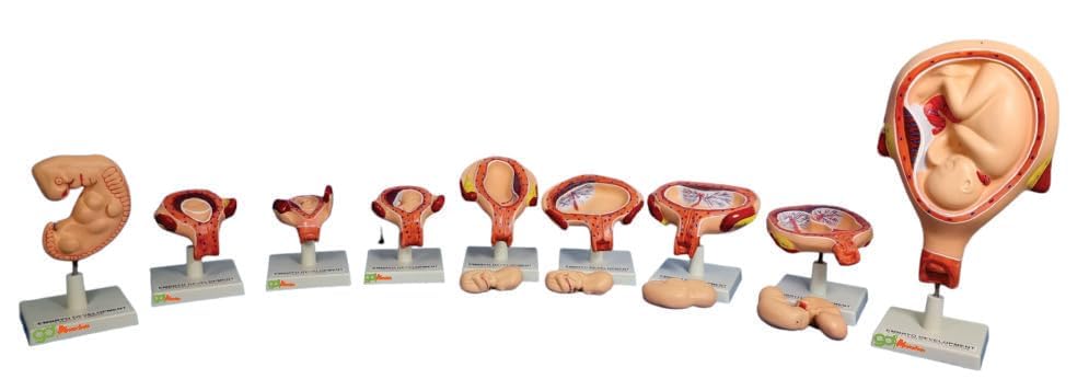 GD ANATOMICALS ® Human Embryo and Fetus/Foetus or Fetal development models. Set of 9-Medical teaching vivid advanced simulation training human Pregnancy model (B0CQR5Z8ZW) Amazon Price History, Amazon Price Tracker