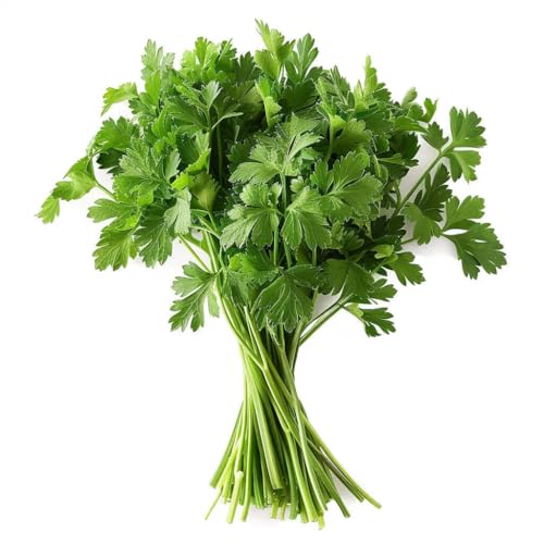 500 Graines de Persil Plat