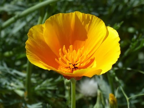 Poppy Flower Seeds Mix, Papaver Rhoeas, Dwarf and Tall Varieties, Blue, Grey, Orange, Red (California Poppy Orange, 500 Seeds)