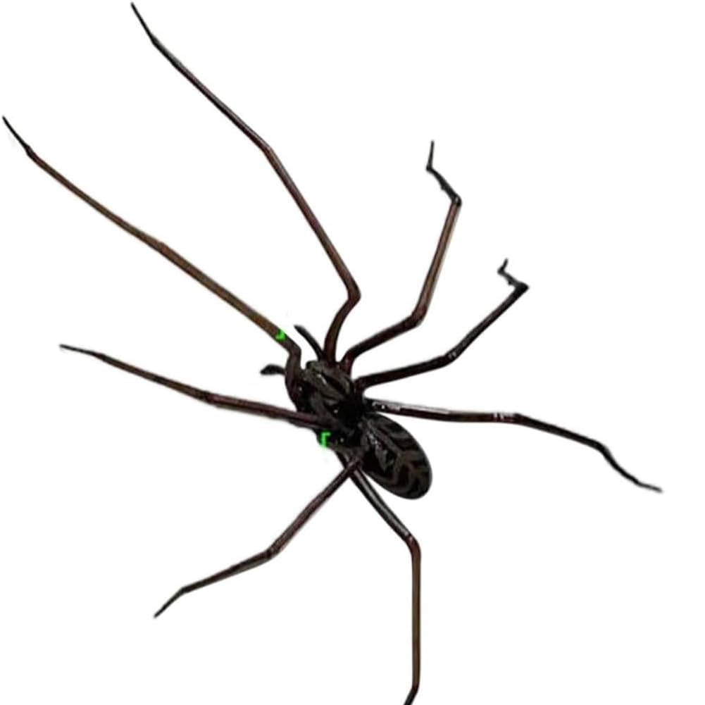 Puhae Black Realistic Spider Magnets Cute Spiders Design Decorations For Refrigerator Removeable Indoor Outdoor Magnetic Decals Cute Spiders For Refrigerator A