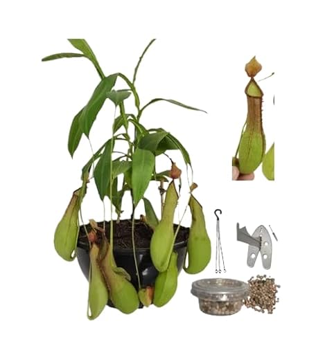 Nepenthes - Planta con Colgador - Planta Carnívora Viva - Interior y Exterior