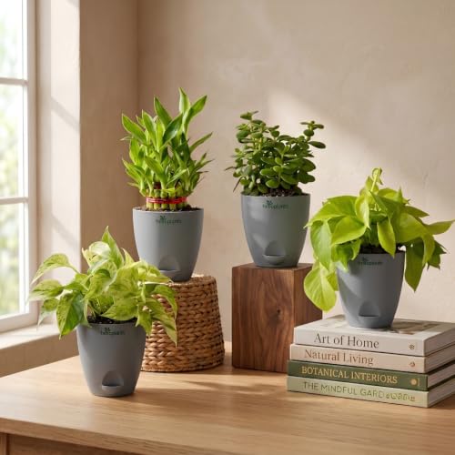 Image of Marble Money Plant, Lucky Bamboo, Jade Plant & Golden Money Plant Live Indoor 4-Plant Combo in 4-Inch Self-Watering Matte Grey Pots | Vastu Prosperity, Feng Shui Lucky Plants for Wealth