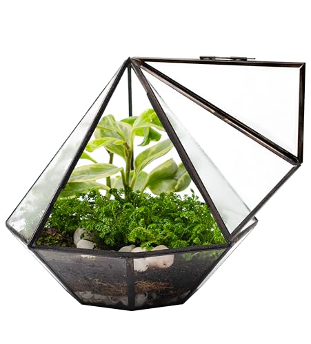 KraftStories Glass Terrarium With Door