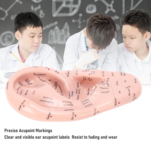 Ymiko Acupuncture Points Ear Massage Model 17cm PVC Ear Zone Reflexology Model for Teaching and Learning in Beauty Salons and Massage Schools - Thumbnail 2