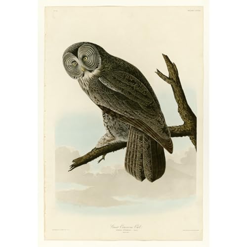 Affiche Hibou Cinereous Audubon 351 | Impression Artistique 40x50