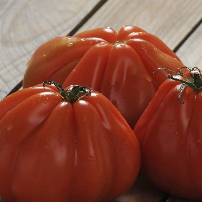 Semillas Tomate Ensalada Variedad Corazón de Buey Grande y muy Sabroso