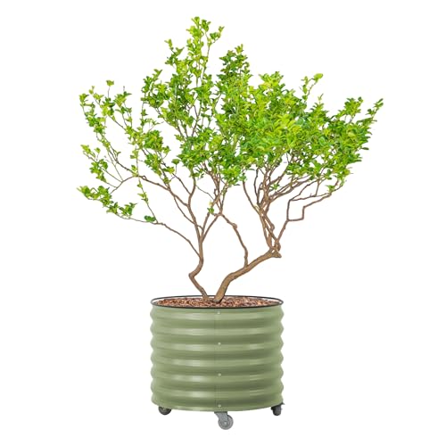 Image of Rolling Metal Citrus Tree Planter Pot, 27″ Round Planter Box for Porch Patio & Backyard, 45 Gallon Large Planter Pot with Wheels for Growing Olive Trees Tomatoes Vegetables and Flowers, Olive Green