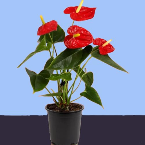 Image of Anthurium Live Plant, Red Flowering Indoor Plant, Baby Plant with Blooms in 30 Days with pot