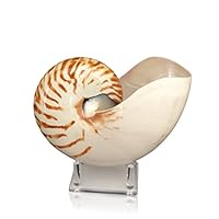 Algopix Similar Product 2 - Tumbler Home Natural Chambered Nautilus