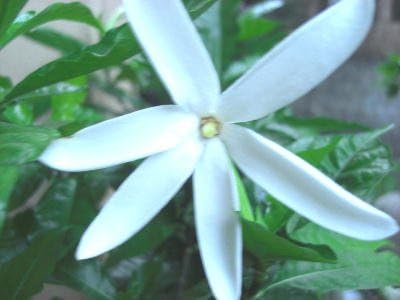 Amazon 熱帯花木 芳香性 ガーデニア アフリカ ６号サイズ 希少品 植木