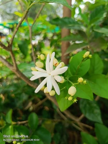 Image of Chameli Jasmine Live Flowering Plant with Pot | Mogra Plant Live | Fragrant White Jasmine Flower Plant for Home Garden Balcony Terrace Indoor Outdoor