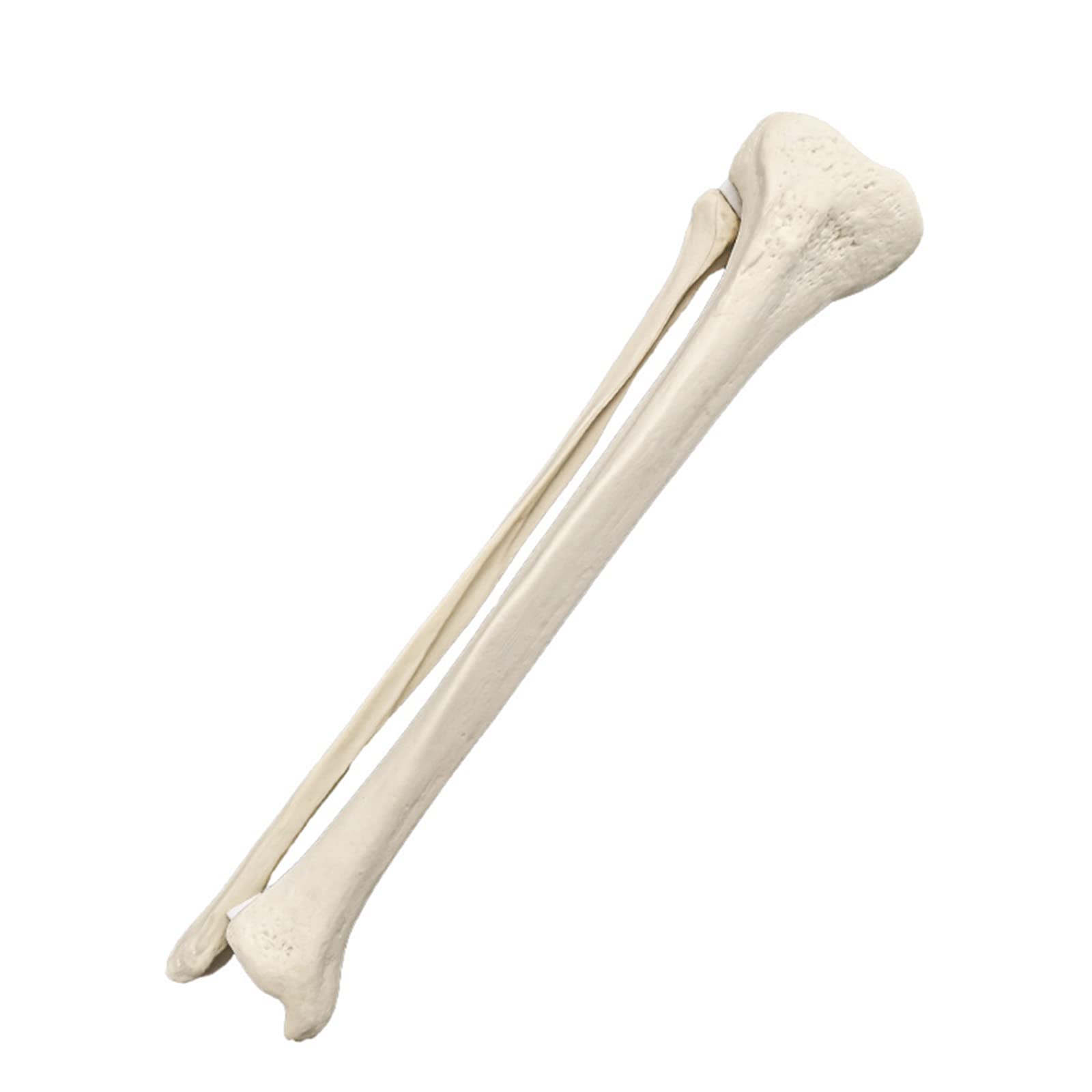 Sjdopulse Right Medical Science Simulated Bone Femur Tibia Model - Medical Orthopaedic Training Model Anatomical Model Human Skeleton Model - For Practice Training (Right)