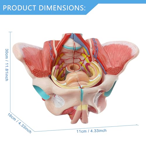 Modelo de pelve feminina humana em tamanho real com músculos do assoalho pélvico, vasos nervosos e r