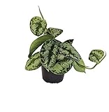 reinigt die Luft und filtert die Schadstoffe aus der Luft