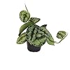 Efeutute, Scindapsus, (Epipremnum aureum) Soort: Trebie, gevlekt groen-zilverkleurig blad, ranken, verkeerslichtplant…