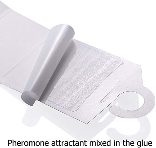 Faicuk Clothes Moth Traps With Pheromone Attractant For Closet And Carpet (6 Pack) #TOP2