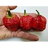 Bubblegum 7 Pot Pepper 10+ Seeds