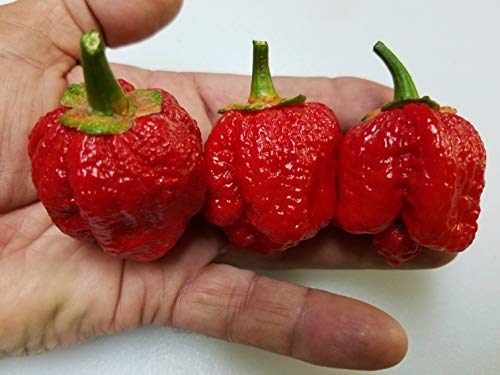 Bubblegum 7 Pot Pepper 10+ Seeds Bubblegum 7 Pot Pepper 10+ Seeds