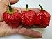 Bubblegum 7 Pot Pepper 10+ seeds