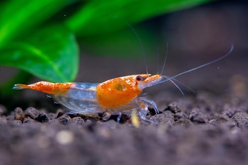 ShrimpRack™ 20 Orange Rili Neocaridina Live Freshwater Shrimps for Aquarium.